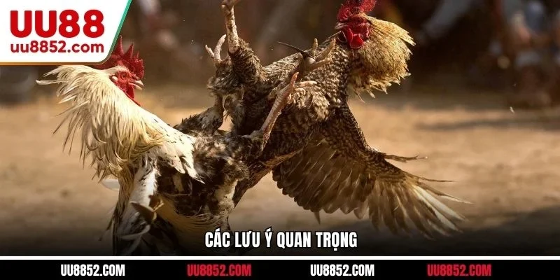 Các lưu ý quan trọng