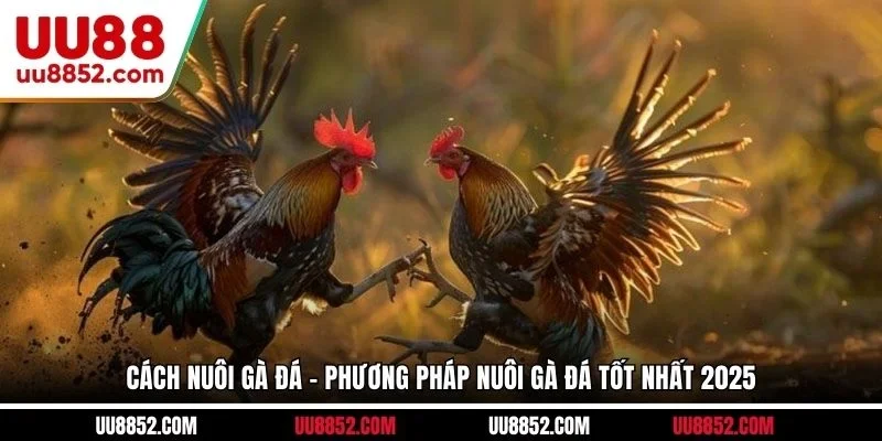 Cách nuôi gà đá