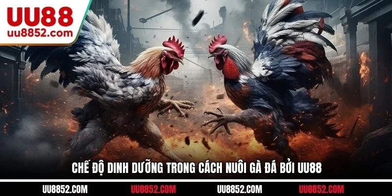 Chế độ dinh dưỡng trong cách nuôi gà đá bởi UU88