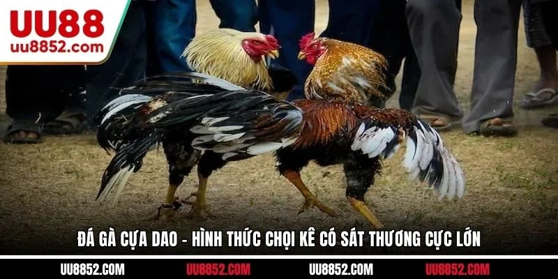 Đá gà cựa dao