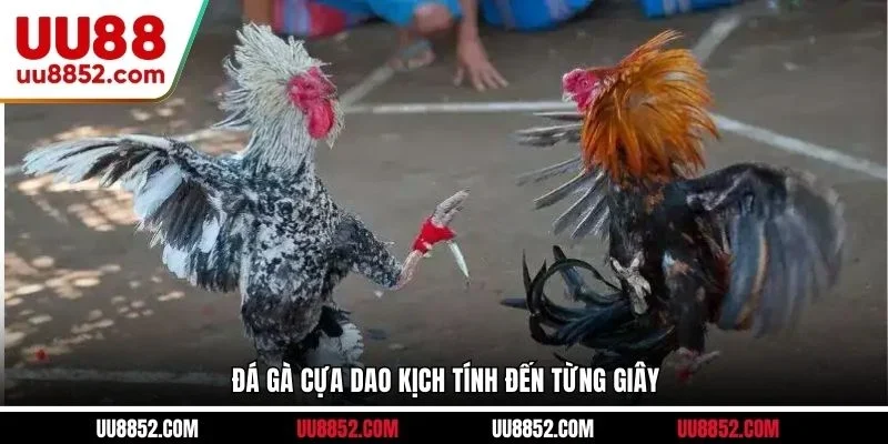 Đá gà cựa dao kịch tính đến từng giây