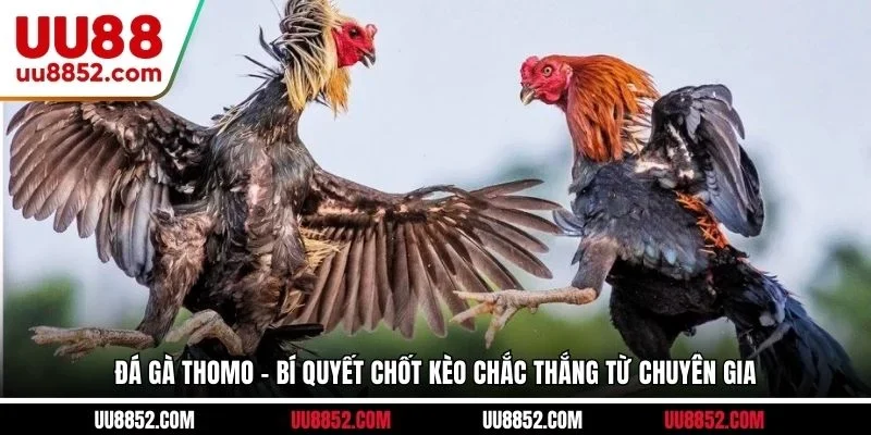 Đá gà Thomo