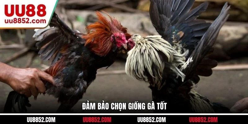 Đảm bảo chọn giống gà tốt