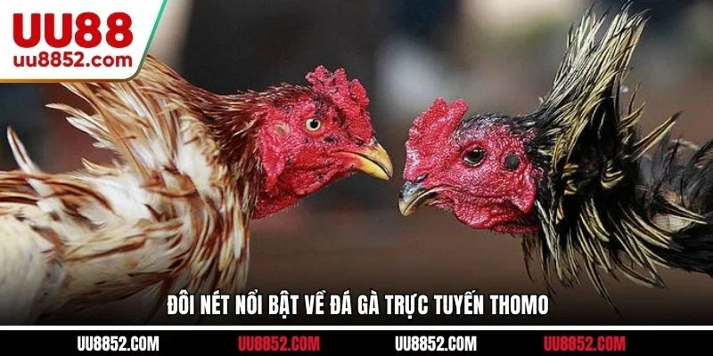 Đôi nét nổi bật về đá gà trực tuyến Thomo