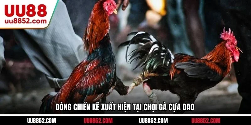 Dòng chiến kê xuất hiện tại chọi gà cựa dao 