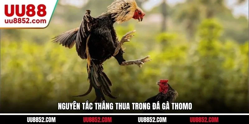 Nguyên tắc thắng thua trong đá gà Thomo