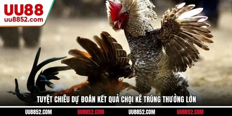 Tuyệt chiêu dự đoán kết quả chọi kê trúng thưởng lớn