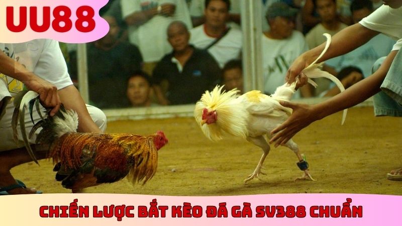 Chiến lược bắt kèo đá gà SV388 chuẩn