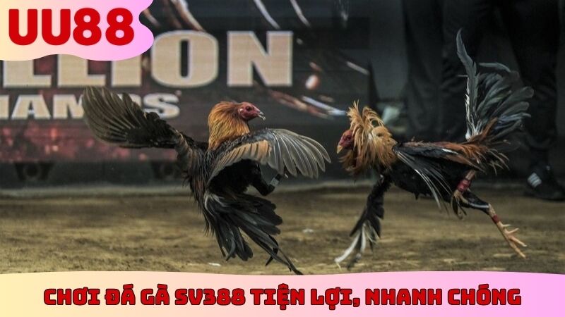 Chơi đá gà SV388 tiện lợi, nhanh chóng
