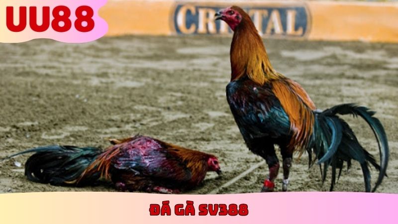 Đá Gà SV388