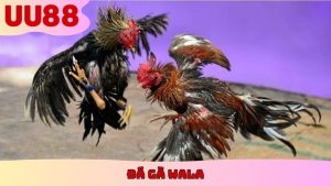 Đá Gà Wala