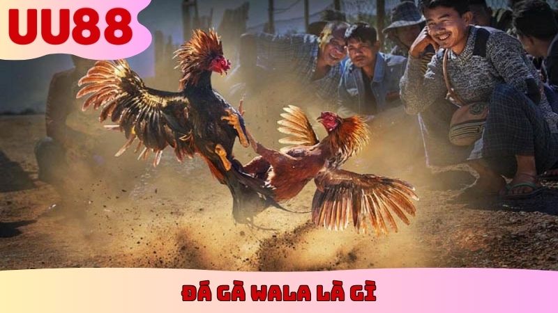 Đá gà Wala là gì