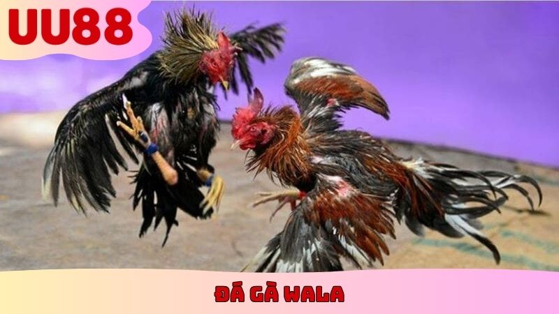 Đá Gà Wala