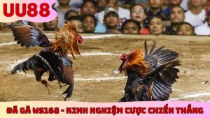 Đá Gà Ws168 - Kinh Nghiệm Cược Bách Chiến Bách Thắng
