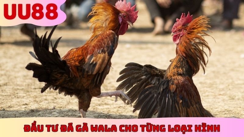 Đầu tư đá gà Wala cho từng loại hình