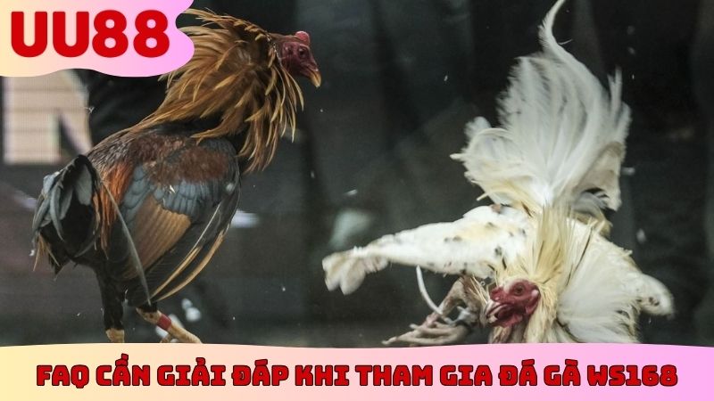FAQ cần giải đáp khi tham gia đá gà Ws168