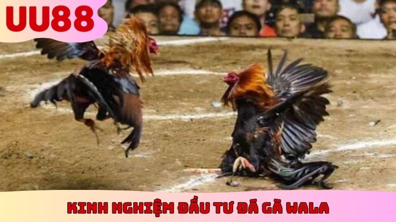 Kinh nghiệm đầu tư đá gà Wala