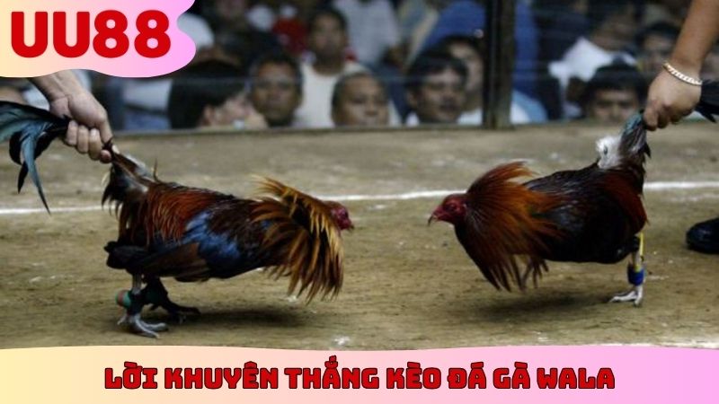Lời khuyên thắng kèo đá gà Wala