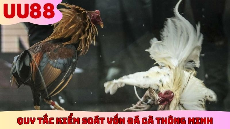 Quy tắc kiểm soát vốn đá gà thông minh