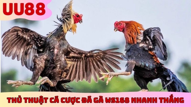 Thủ thuật cá cược đá gà Ws168 nhanh thắng